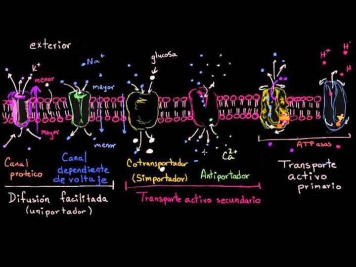 Uniportadores, simportadores y antiportadores | Biología | Khan Academy en Español