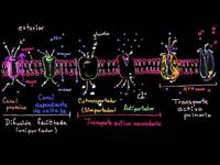 Uniportadores, simportadores y antiportadores | Biología | Khan Academy en Español