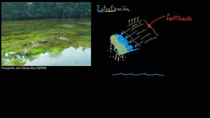 Eutrofización y zonas muertas | Biología | Khan Academy en Español