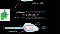 Transcripción y procesamiento del ARNm | Biología | Khan Academy en Español