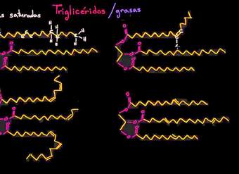 Grasas saturadas, grasas insaturadas y grasas trans | Biología | Khan Academy en Español