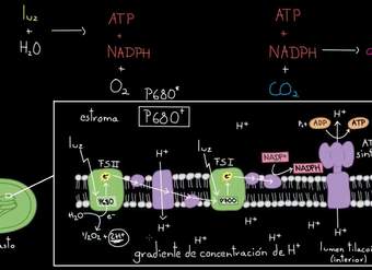 Visión general de las reacciones dependientes de la luz | Biología | Khan Academy en Español