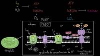 Visión general de las reacciones dependientes de la luz | Biología | Khan Academy en Español