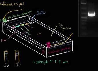 Electroforesis en gel | Biotecnología | Biología | Khan Academy en Español