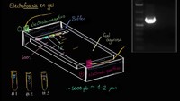 Electroforesis en gel | Biotecnología | Biología | Khan Academy en Español