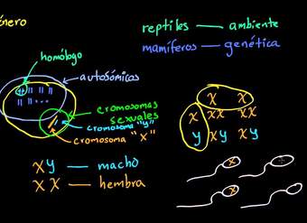 Rasgos ligados al sexo | Herencia y evolución | Biología | Khan Academy en Español