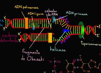 Cadenas adelantada y rezagada en la replicación de ADN | Biología | Khan Academy en Español
