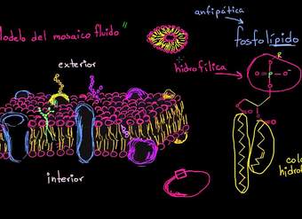 Estructura de la membrana celular: modelo del mosaico fluido | Biología | Khan Academy en Español