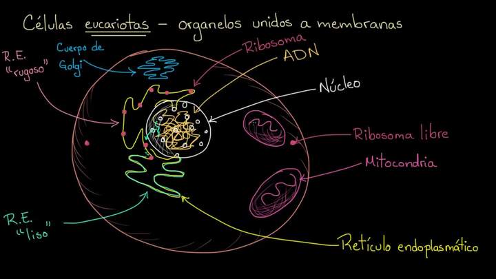Organelos en células eucariotas | Khan Academy en Español