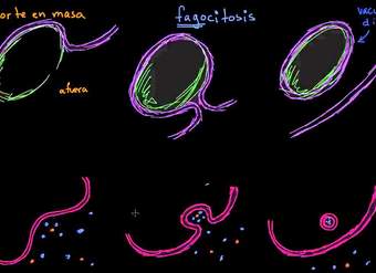 Endocitosis, fagocitosis y pinocitosis | Membranas y transporte | Biología | Khan Academy en Español