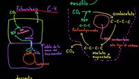 Plantas CAM | Fotosíntesis | Biología | Khan Academy en Español