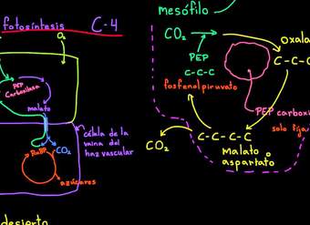 Plantas CAM | Fotosíntesis | Biología | Khan Academy en Español