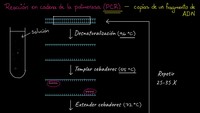 Reacción en cadena de la polimerasa (PCR) | Biotecnología | Biología | Khan Academy en Español