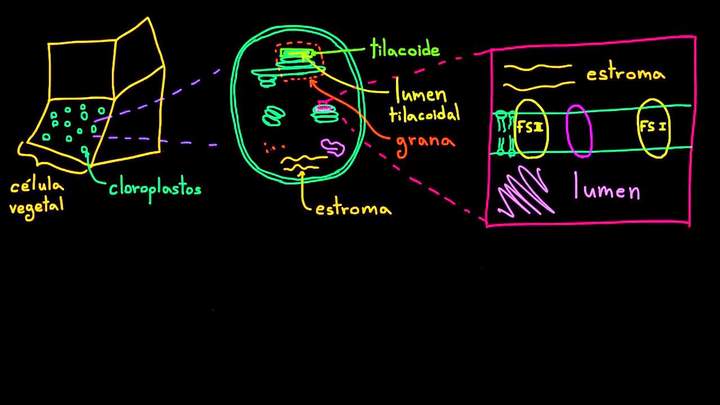 Fotosíntesis: reacciones luminosas 1 | Biología | Khan Academy en Español