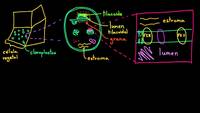 Fotosíntesis: reacciones luminosas 1 | Biología | Khan Academy en Español