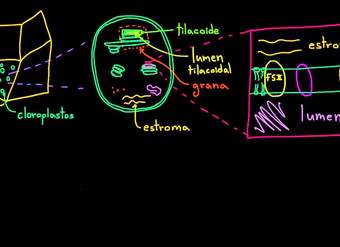 Fotosíntesis: reacciones luminosas 1 | Biología | Khan Academy en Español