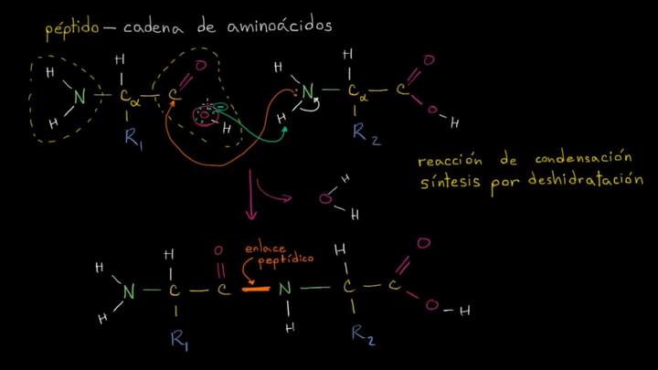 Formación de enlaces peptídicos | Macromoléculas | Biología | Khan Academy en Español