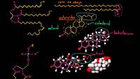 Repaso de lípidos | Macromoléculas | Biología | Khan Academy en Español
