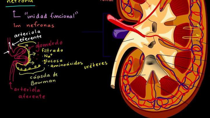 El riñón y la nefrona | Biología humana | Biología | Khan Academy en Español