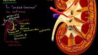 El riñón y la nefrona | Biología humana | Biología | Khan Academy en Español