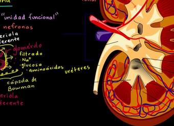 El riñón y la nefrona | Biología humana | Biología | Khan Academy en Español