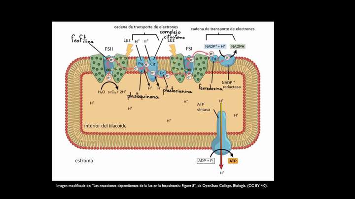 Los actores en las reacciones dependientes de la luz | Biología | Khan Academy en Español