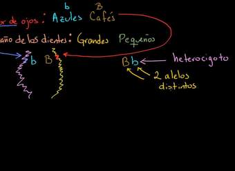 Introducción a la herencia | Herencia y evolución | Biología | Khan Academy en Español