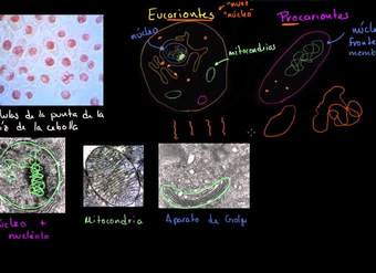 Células procariontes y eucariontes | Biología | Khan Academy en Español