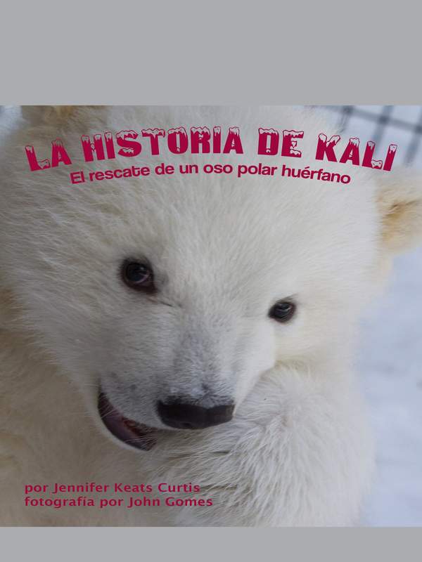 La historia de Kali: El rescate de un oso polar huérfano