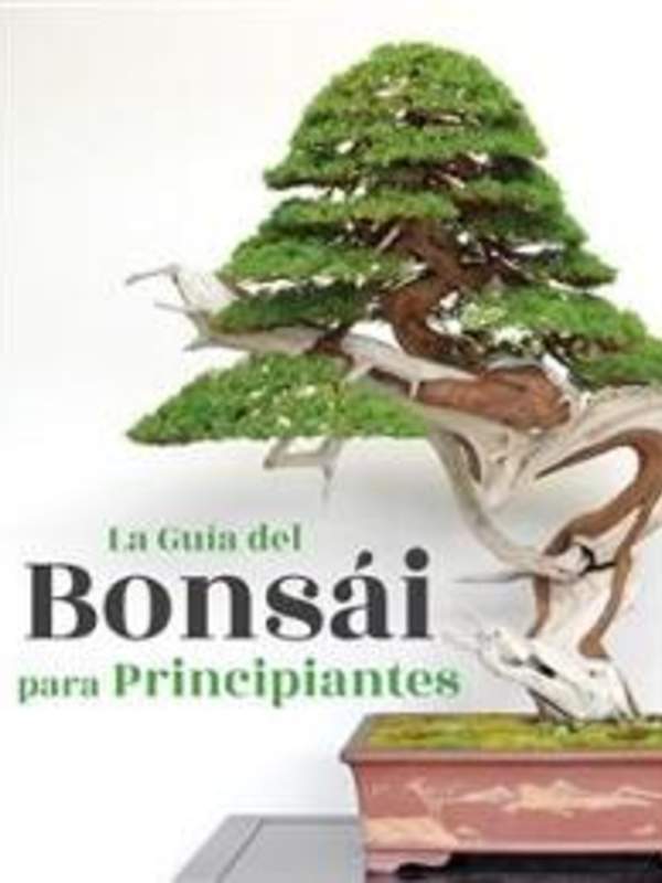 La guía del Bonsái para principiantes