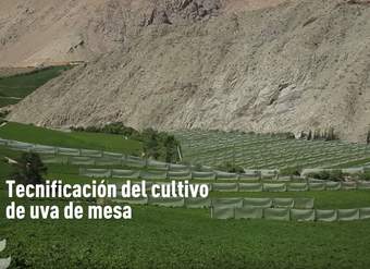 Tecnificación del cultivo de uva de mesa