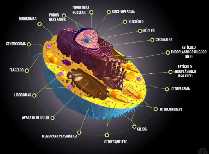 La célula eucariota