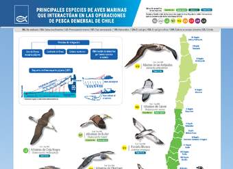 Principales especies de aves marinas que interactúan en las operaciones de pesca demersal de Chile.