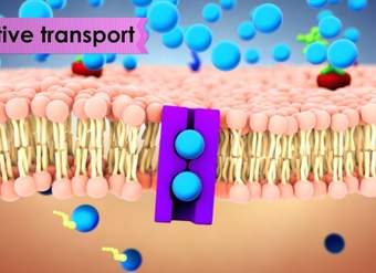 Biology: Cell Transport