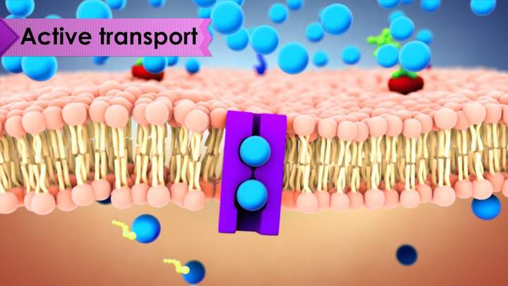 Biology: Cell Transport