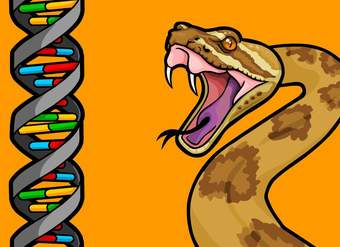 Part 2: How Does New Genetic Information Evolve? Gene Duplications