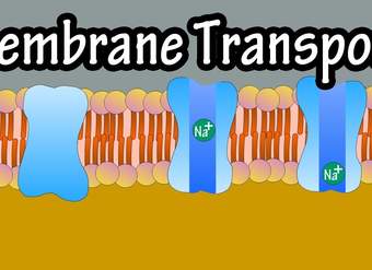 Cell Membrane Transport - Transport Across A Membrane - How Do Things Move Across A Cell Membrane