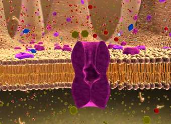 BIO 137 Membrane Transport Activity