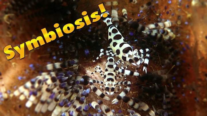 Symbiosis In The Sea | JONATHAN BIRD'S BLUE WORLD