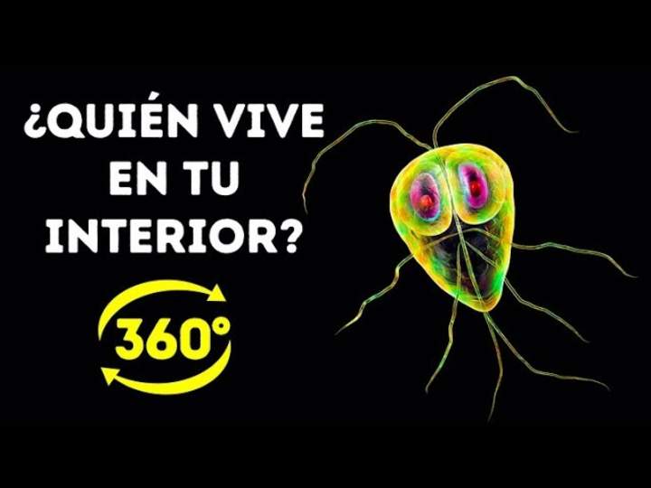 La Vida Secreta De Las Bacterias En Tu Cuerpo || 360 VR