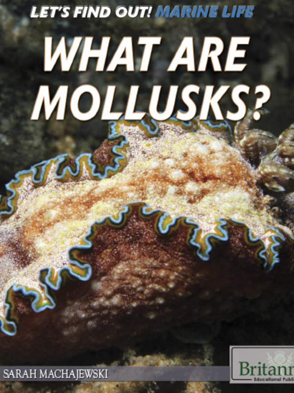 What Are Mollusks?