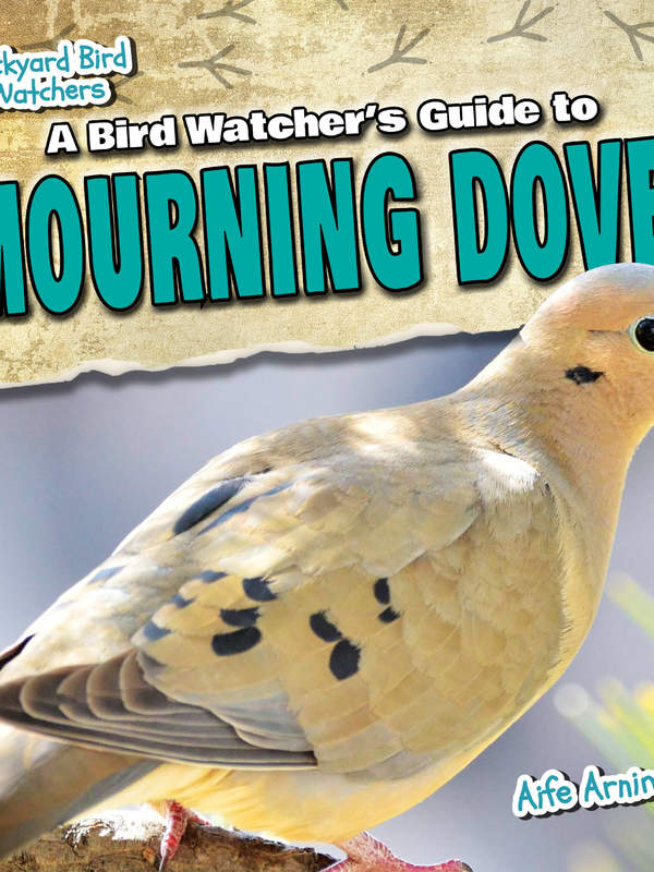A Bird Watcher's Guide to Mourning Doves