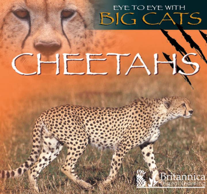 Cheetahs