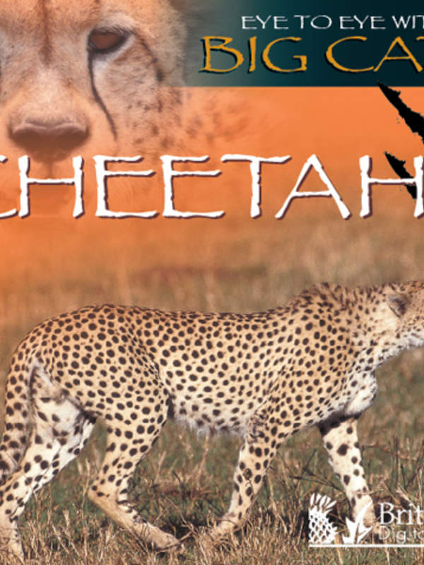 Cheetahs