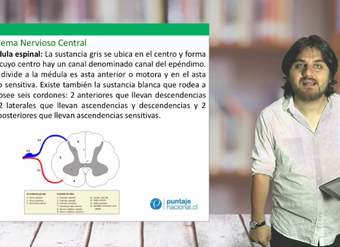 Biología Electivo - Sistema Nervioso - Clase N°27 2019