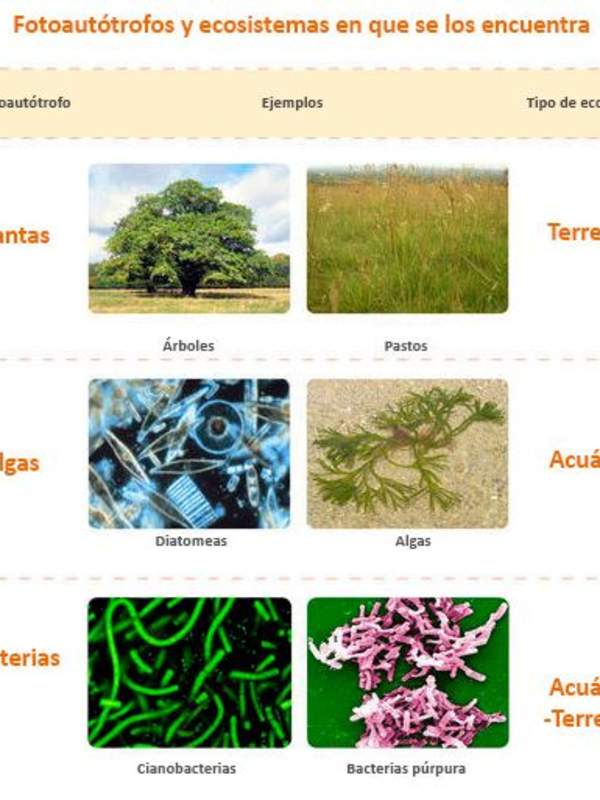 Poblaciones y ecosistema