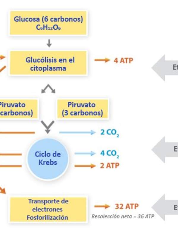 El rol de la respiración