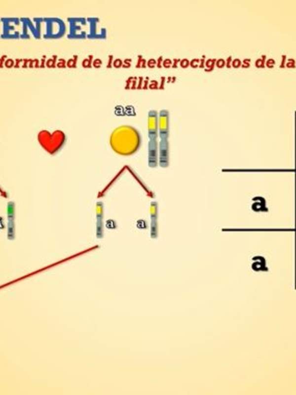 Genética mendeliana