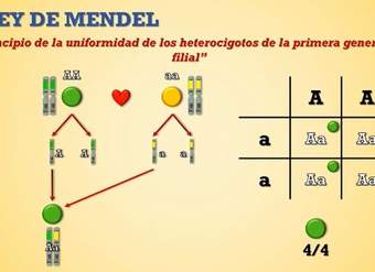 Genética mendeliana