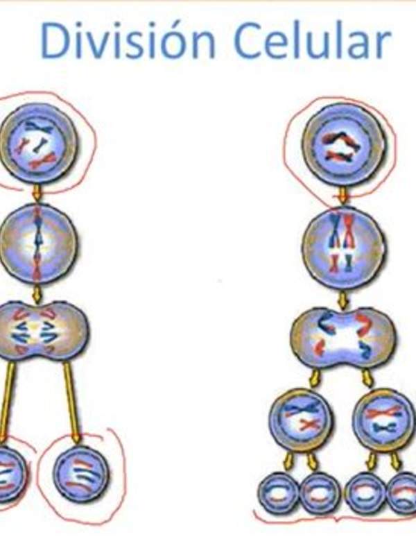 La meiosis y la mitosis